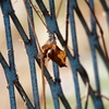 Nature「帷子川の早春歌」