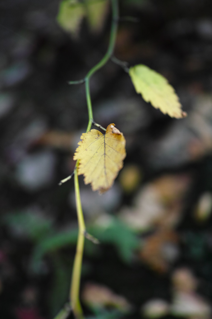 Nature「Autumn」