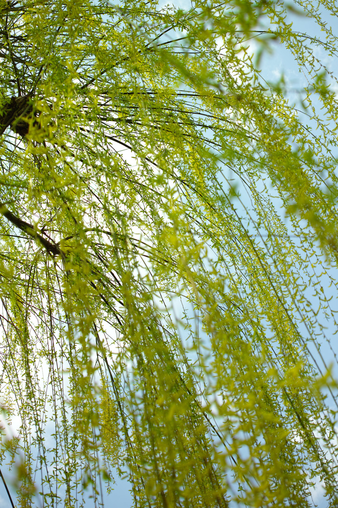 Nature「薄緑」