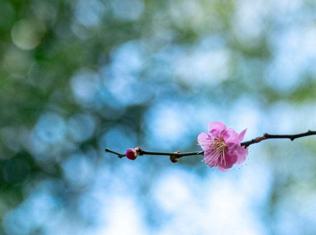 Nature「気温18度、梅開花しました」