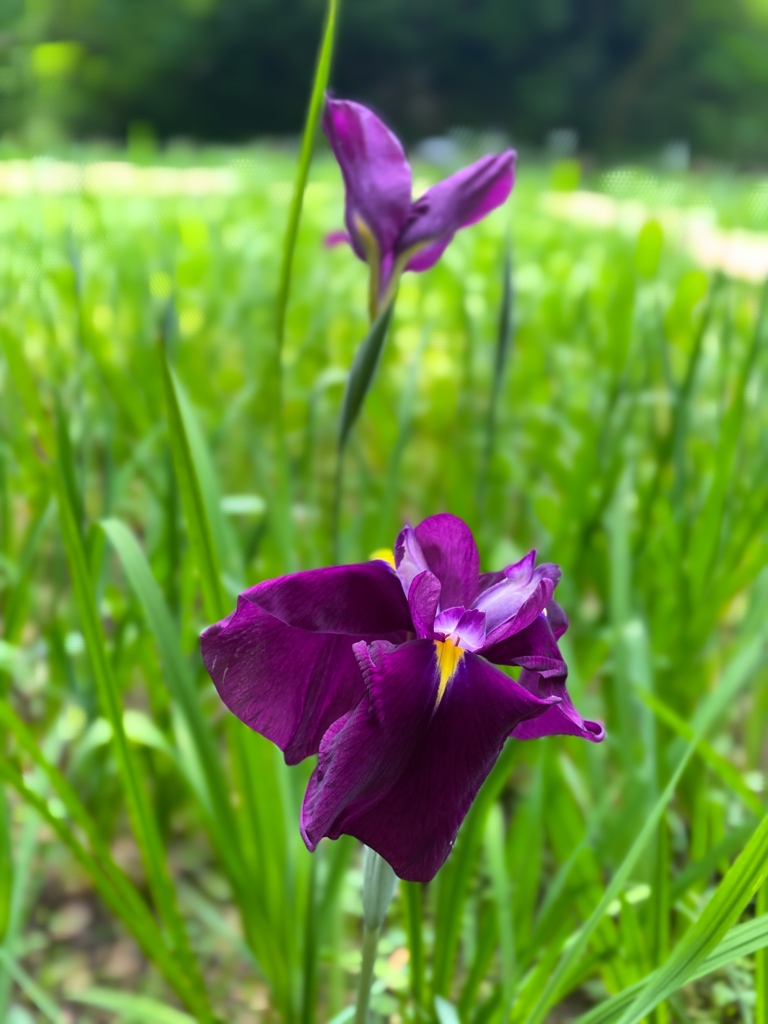 Nature[県立四季の森公園]