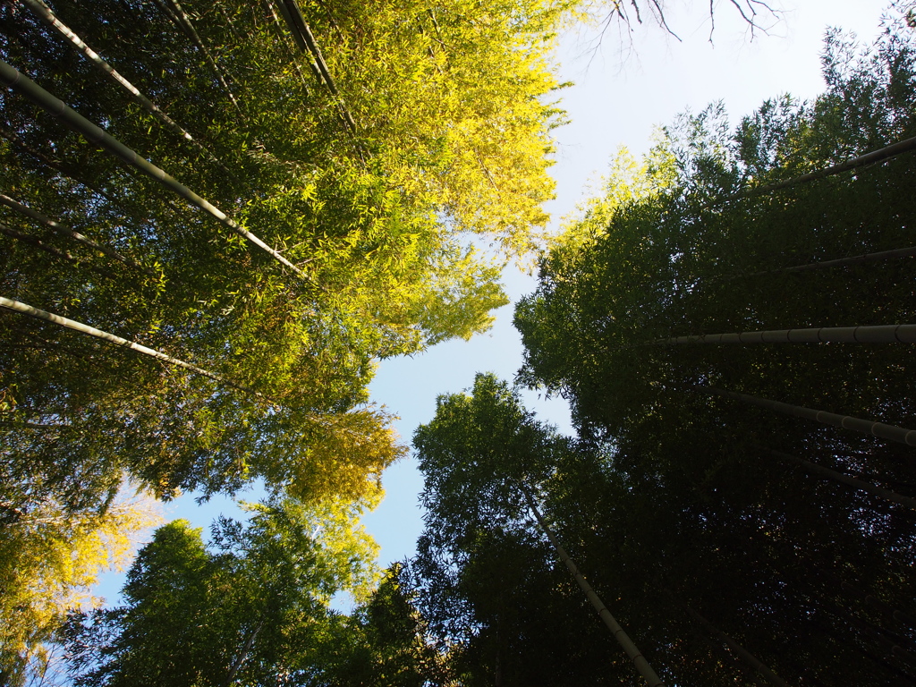 Nature「修善寺竹林の小径」