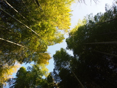 Nature「修善寺竹林の小径」