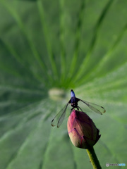 Nature「善光寺参り」