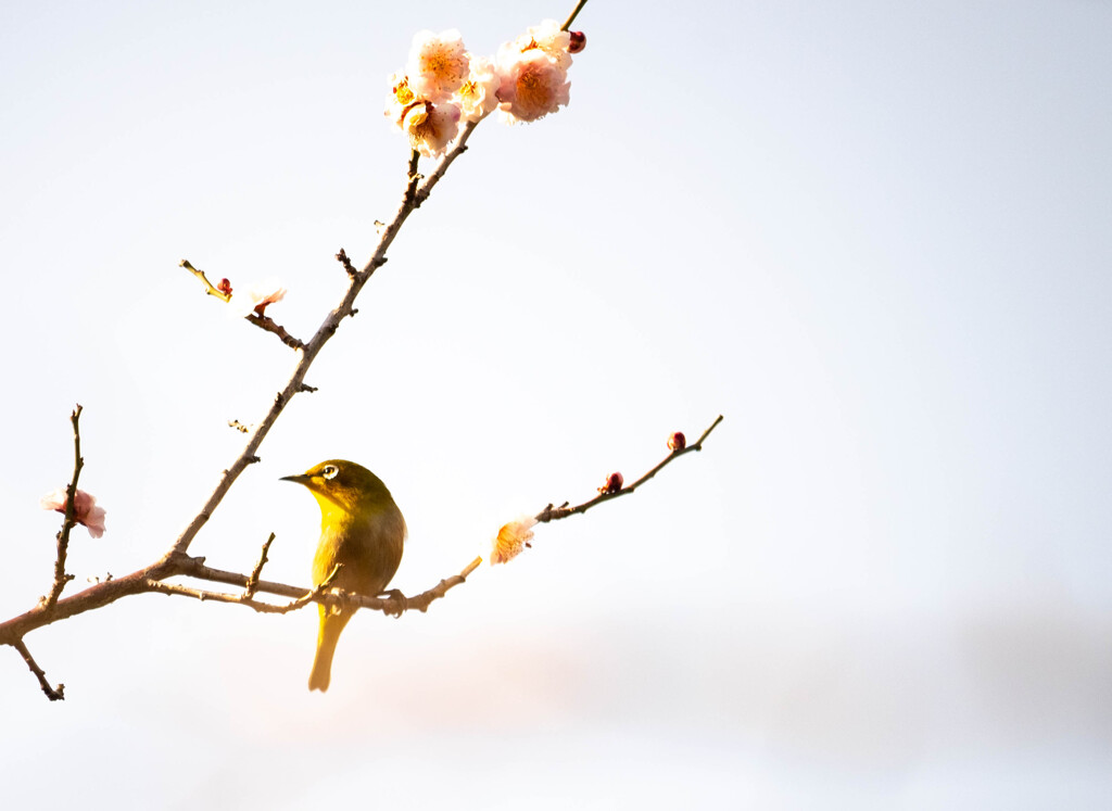 Nature「帷子川にウグイスの鳴き声」