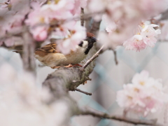 Nature「春のさえずり」