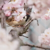 Nature「春のさえずり」