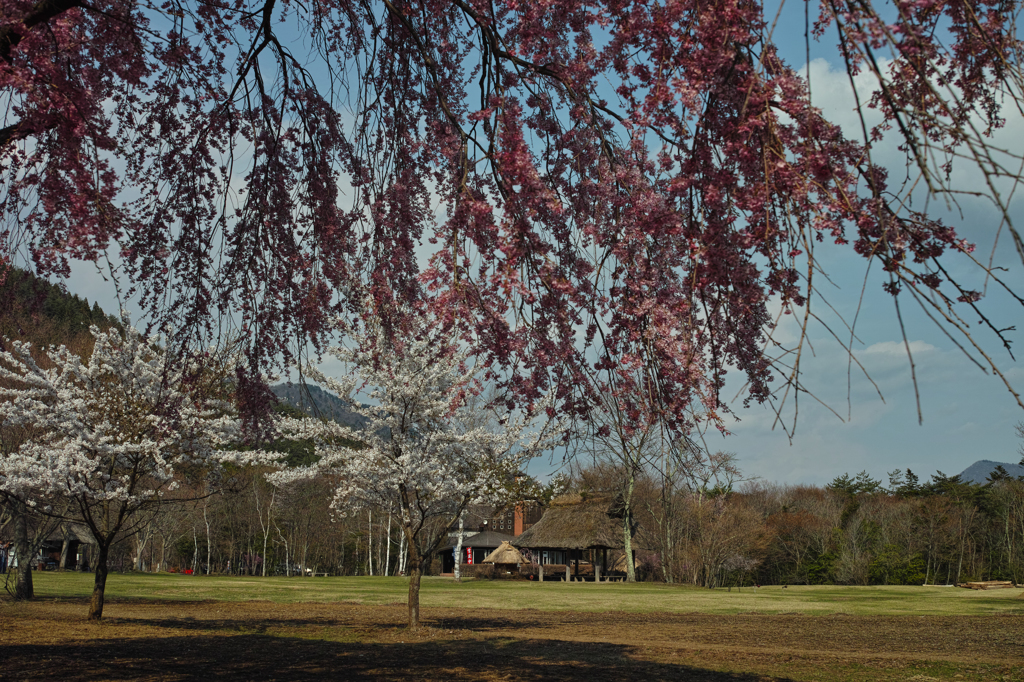 　Nature「野鳥の森公園」