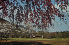 　Nature「野鳥の森公園」