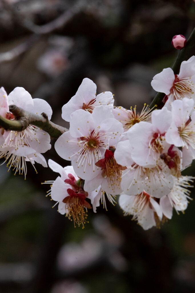 Nature「鎌倉円覚寺梅開花」