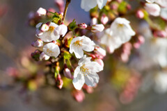 Nature「桜咲く」