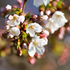 Nature「桜咲く」