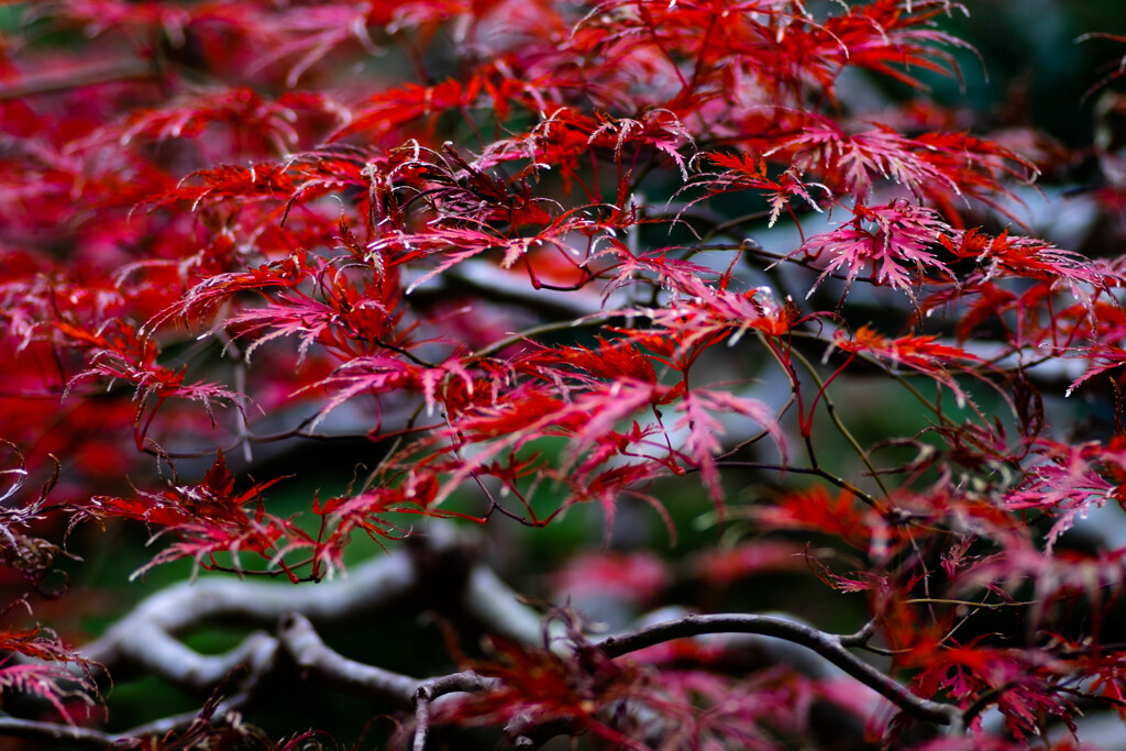 Nature「まだまだ続く自粛生活：長谷寺２」