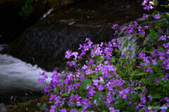 Nature『帷子川の春」