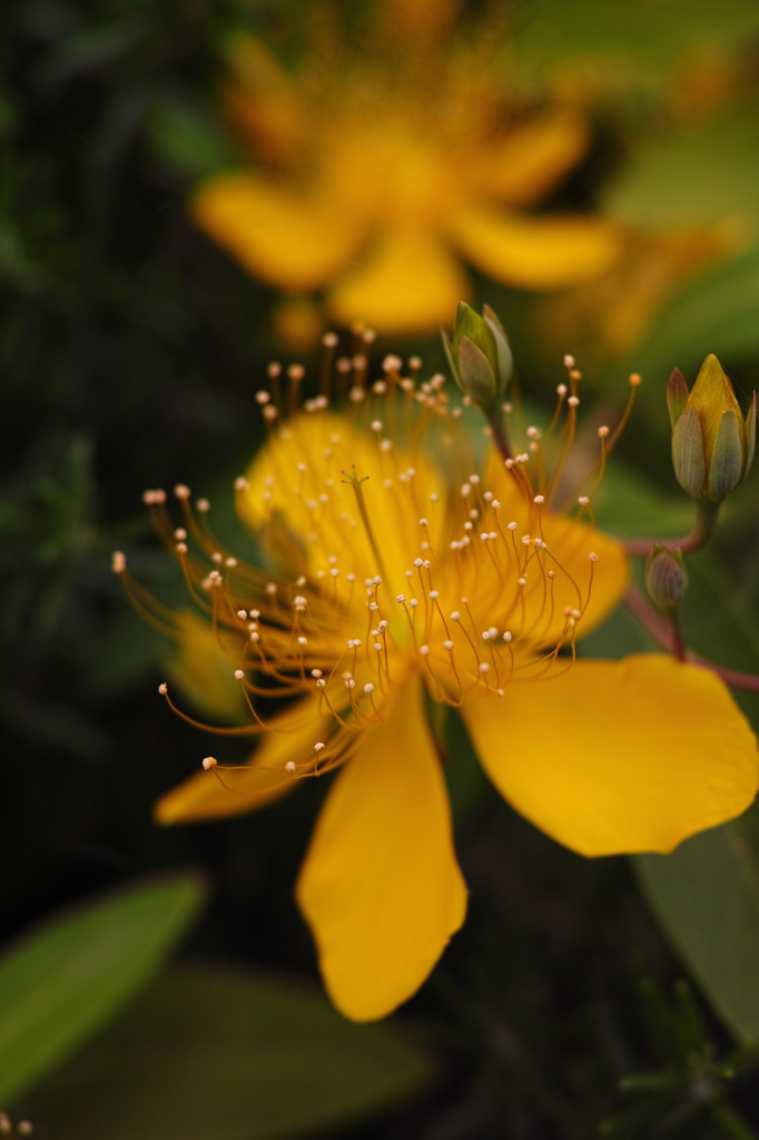 Nature「鎌倉の花」