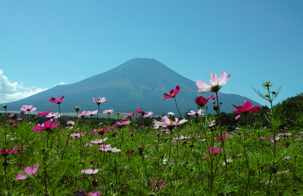 Nature「山中湖散策」