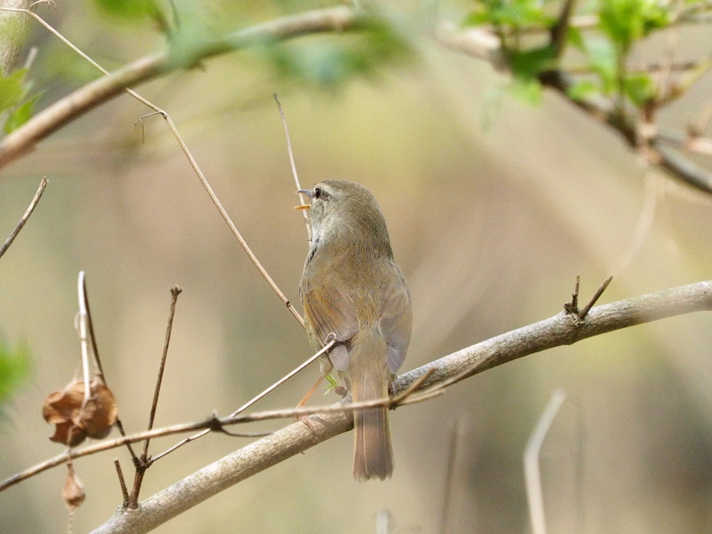 Natur「春のさえずり」