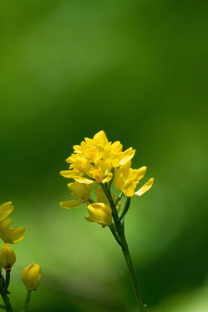 Nature「これは何の花？金蘭」