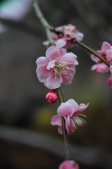 Nature「梅園」