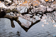 Nature「まん防解除：上野桜満開」
