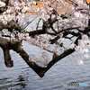 Nature「まん防解除：上野桜満開」