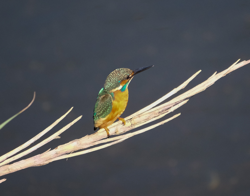 Nature「気温夏日」