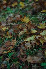 Nature:Beautiful Japanese autumn