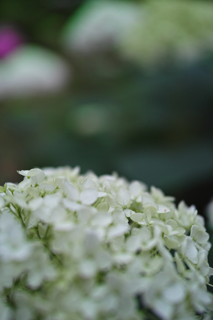 Nature「紫陽花の季節」