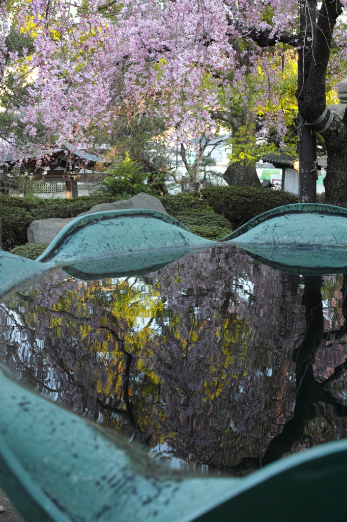 Nature「さくら咲く／観音禅寺」