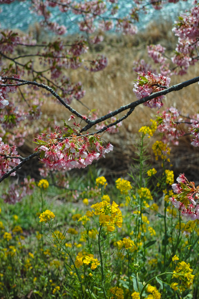 Nature「河津桜」
