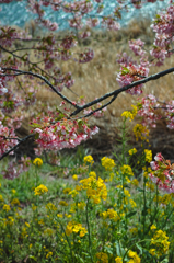 Nature「河津桜」