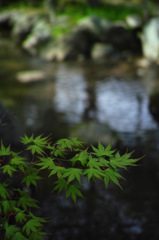 Nature「丹沢、春の訪れ」