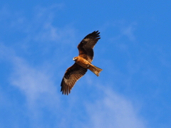 Nature「トンビ」