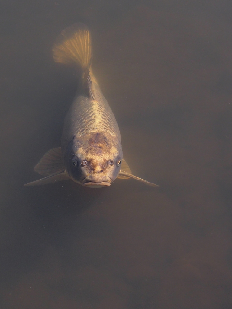 Nature「四季の森散歩」