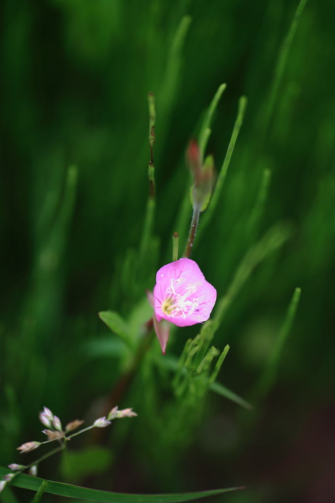 Nature「四季の森／ユウゲショウ」