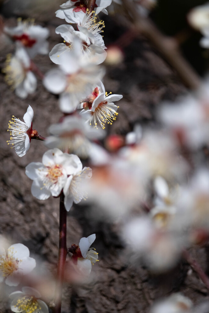 Nature「ここは満開」