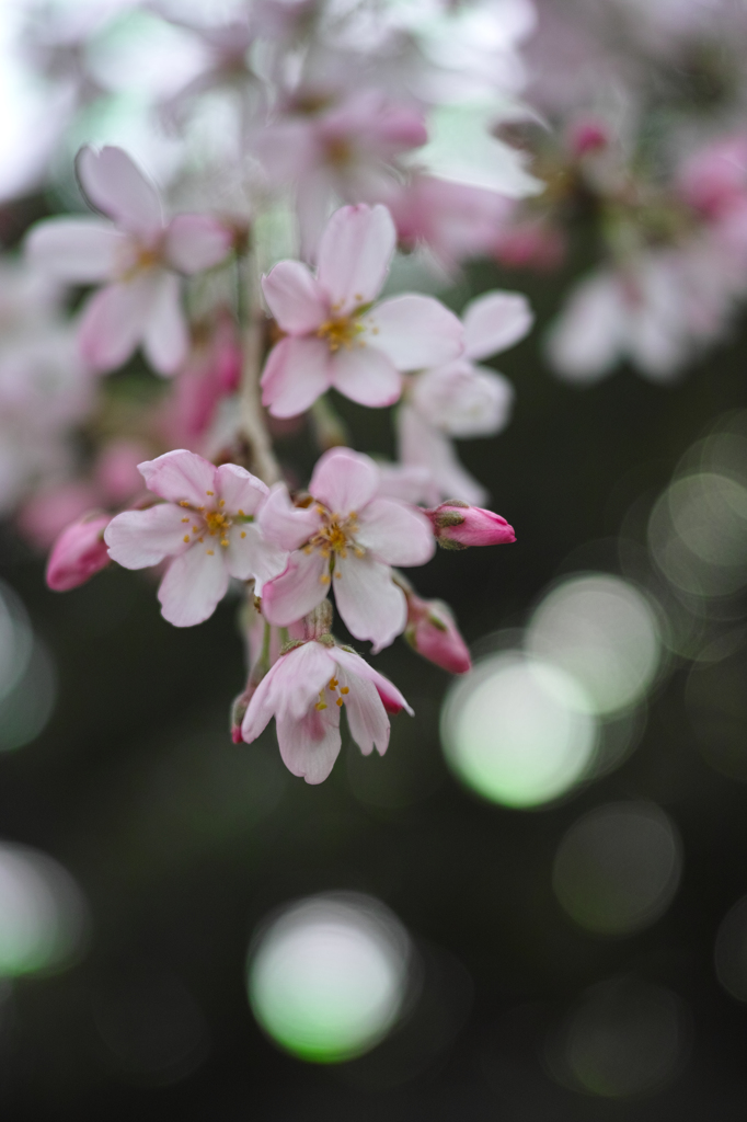 Nature「さくら咲く／観音禅寺」
