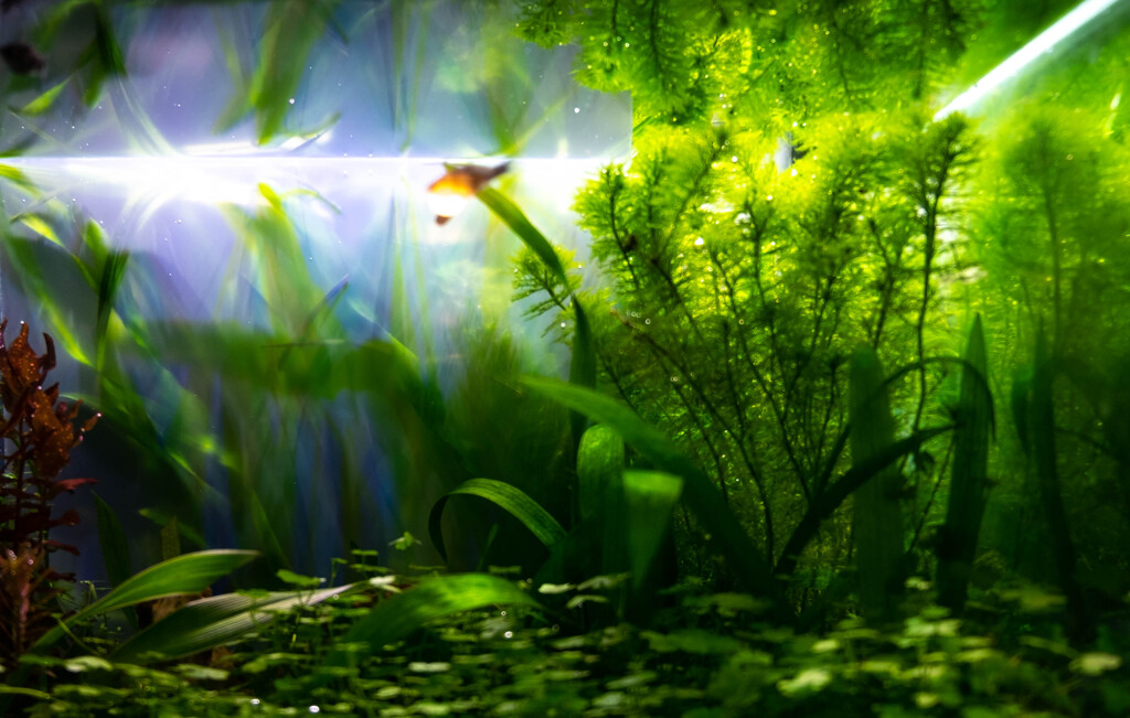 Nature