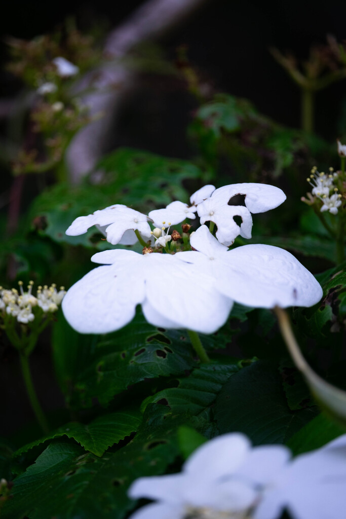 Nature「帷子川」