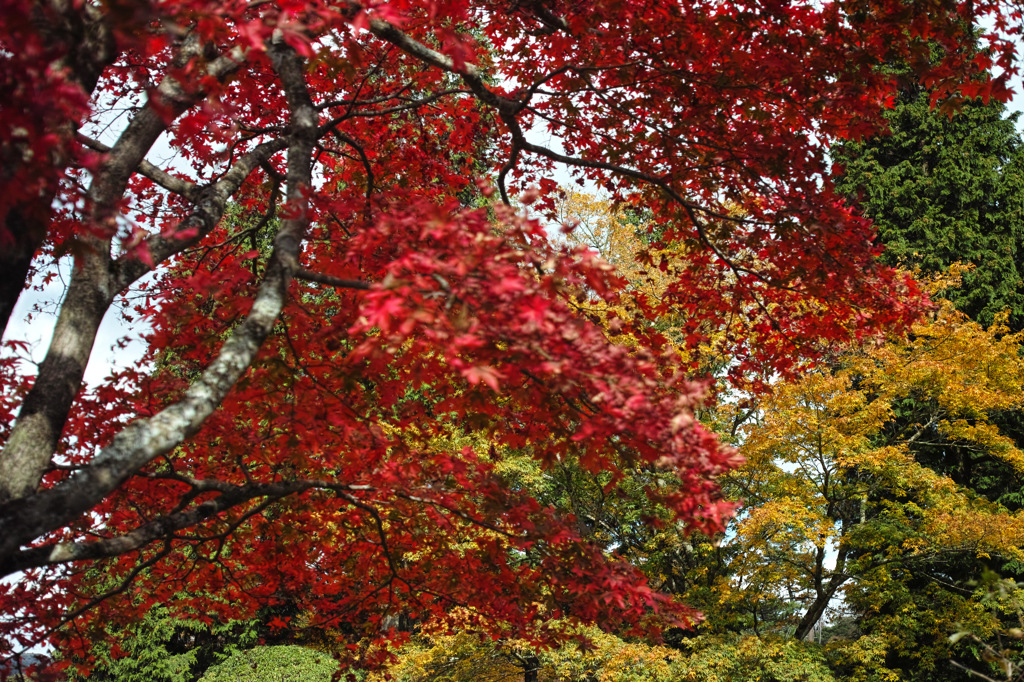 Nature:Beautiful Japanese autumn
