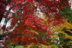 Nature:Beautiful Japanese autumn