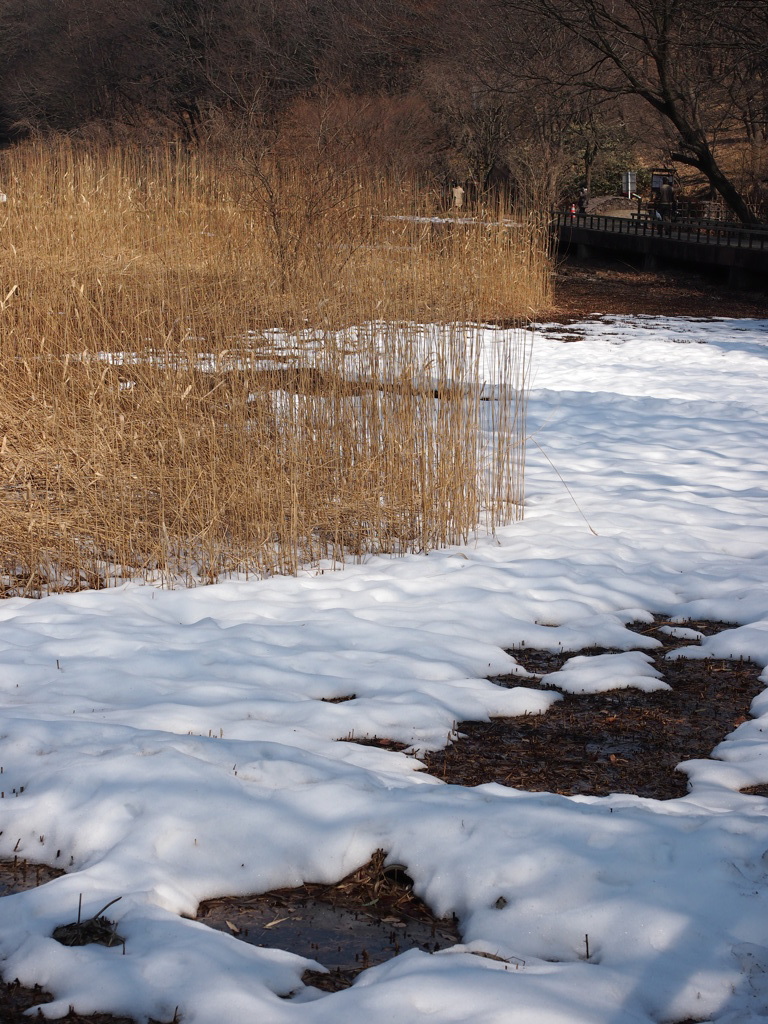 Nature「四季の森散歩」