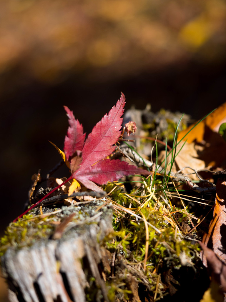 Nature「山中湖紅葉」