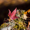 Nature「山中湖紅葉」