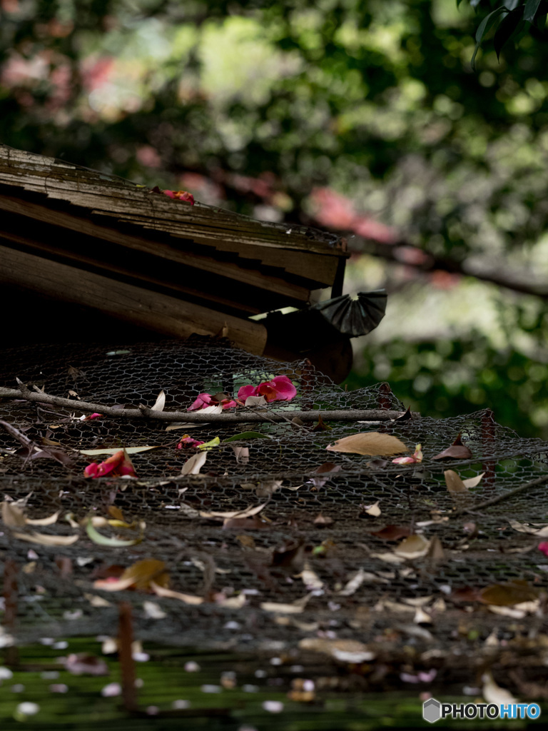 Nature「上野のお山に桜散る」