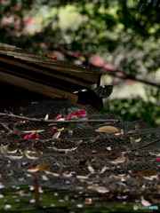 Nature「上野のお山に桜散る」