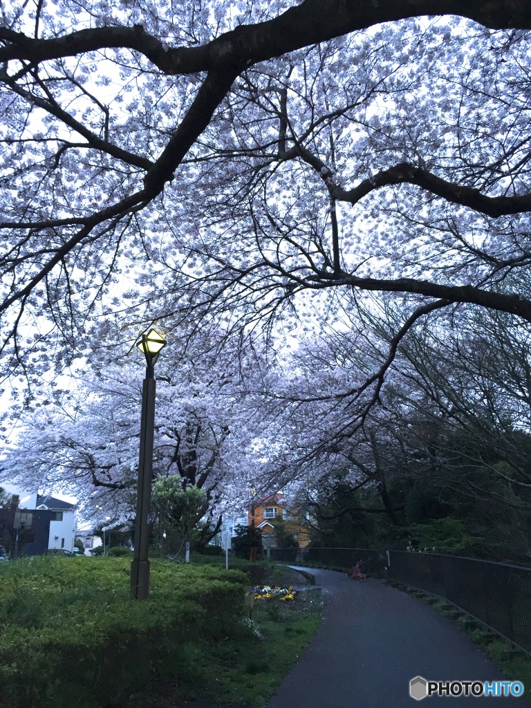 Nature「夜桜の道」