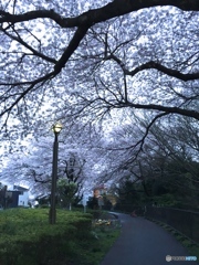 Nature「夜桜の道」