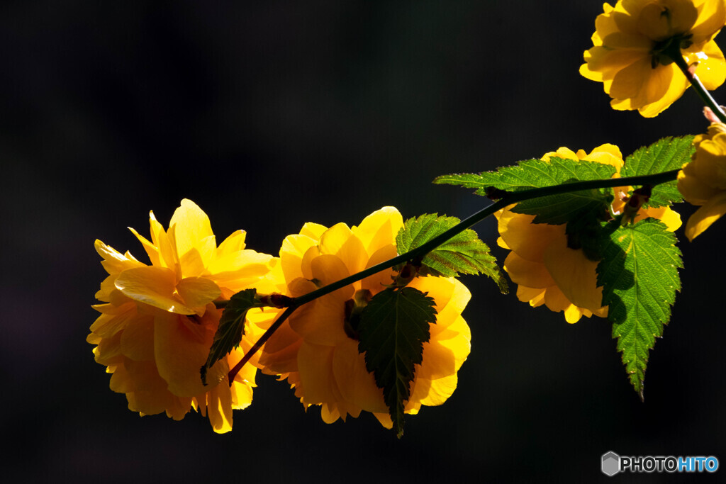 Nature「森の中の木花」