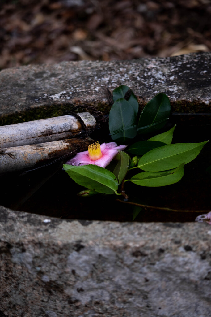 Nature「北鎌倉円覚寺」